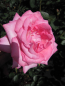 Preview: Edelrose Eliza